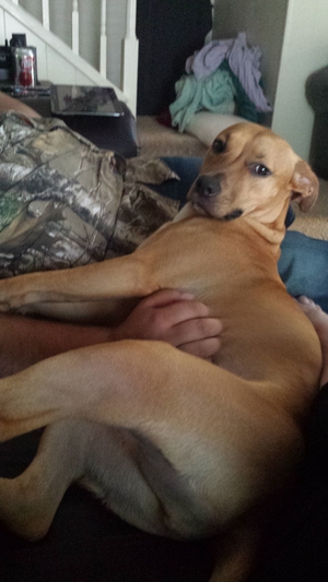 Safe Black Mouth Cur in Tomball, TX