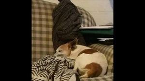 Safe Jack Russell Terrier in Lovington, NM