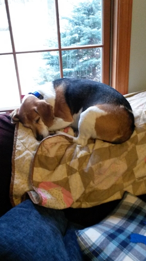 Safe Beagle in Rangeley, ME