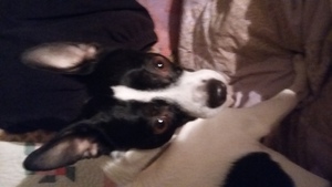 Safe Rat Terrier in Northbrook, IL