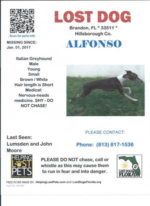 Safe Italian Greyhound in Brandon, FL