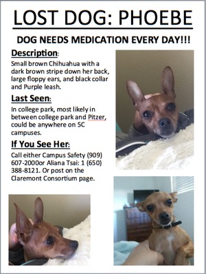 Safe Chihuahua in Claremont, CA