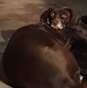 Safe Labrador Retriever in Hesperia, CA