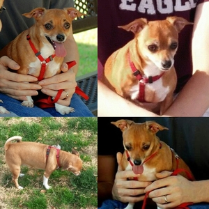Safe Chihuahua in Irving, TX