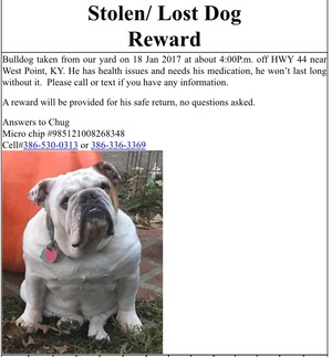 Safe English Bulldog in West Point, KY