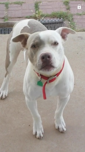 Safe Pit Bull in Plainview, TX