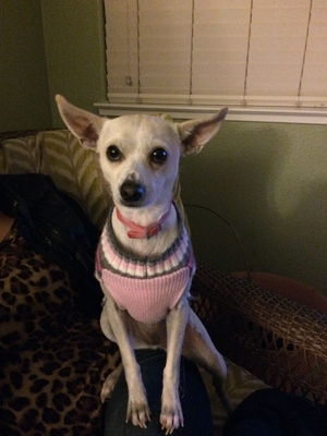 Safe Chihuahua in Modesto, CA