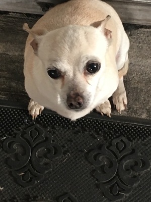 Safe Chihuahua in Baytown, TX