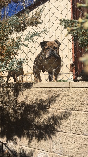 Safe English Bulldog in Frazier Park, CA