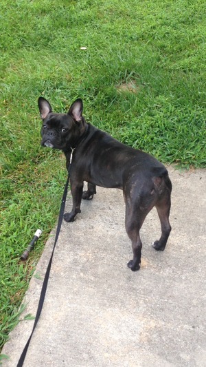 Safe French Bulldog in Capitol Heights, MD