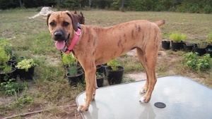 Safe Black Mouth Cur in Quitman, TX