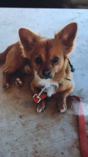 Safe Chihuahua in Odessa, TX