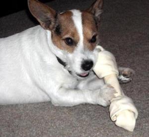 Safe Jack Russell Terrier in Seneca, IL US