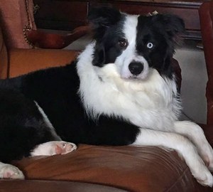 Safe Border Collie in Wimberley, TX