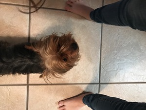 Safe Yorkshire Terrier in Panama City, FL