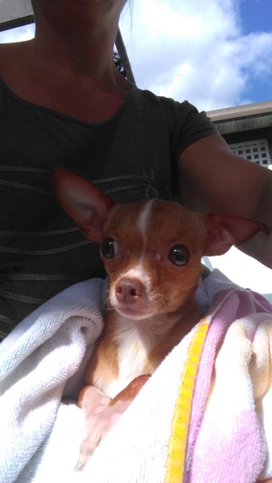 Safe Chihuahua in Fort Myers, FL