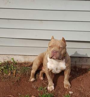 Safe Pit Bull in Knightdale, NC