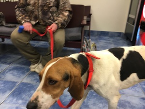 Safe Treeing Walker Coonhound in Westhampton, NY