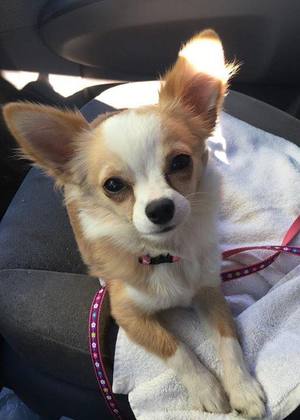 Safe Chihuahua in Littlerock, CA
