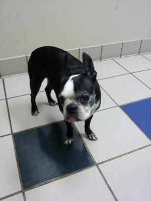 Safe Boston Terrier in Knoxville, TN