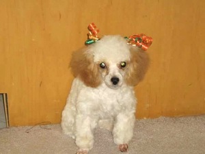 Safe Poodle in Rowlett, TX