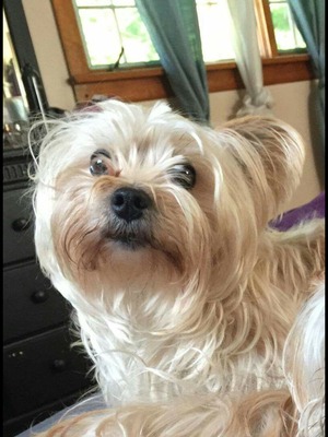 Safe Yorkshire Terrier in Suffern, NY