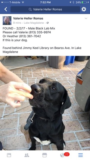 Safe Labrador Retriever in Tampa, FL