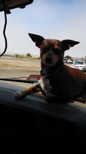 Safe Chihuahua in Elma, WA