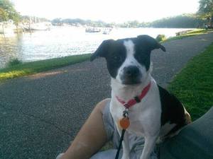 Safe Boston Terrier in Plainwell, MI