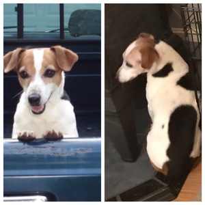 Safe Jack Russell Terrier in Reisterstown, MD