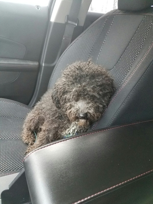 Safe Poodle in Schenectady, NY
