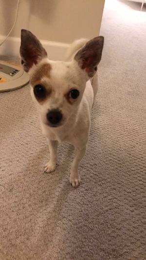 Safe Chihuahua in San Marino, CA