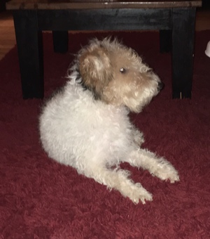 Safe Wire Fox Terrier in Awendaw, SC