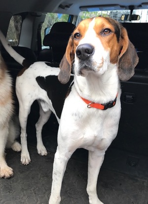 Safe Treeing Walker Coonhound in Squaw Valley, CA