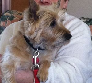 Safe Cairn Terrier in Oaks, PA