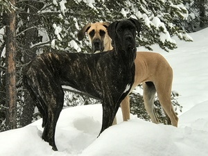 Safe Great Dane in Whitefish, MT