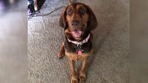 Safe Bloodhound in Nashville, TN