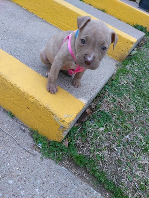 Safe Pit Bull in Lewisville, TX