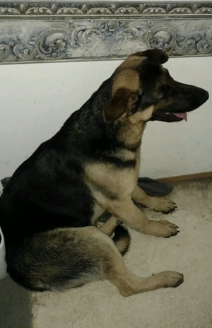 Safe German Shepherd Dog in Canton, TX US