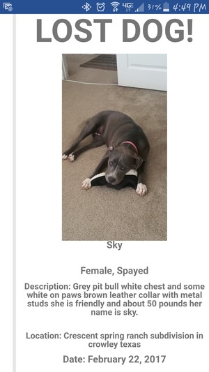 Safe Pit Bull in Crowley, TX