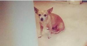 Safe Chihuahua in Casper, WY