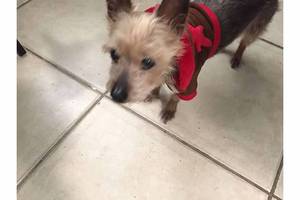 Safe Silky Terrier in Hialeah, FL