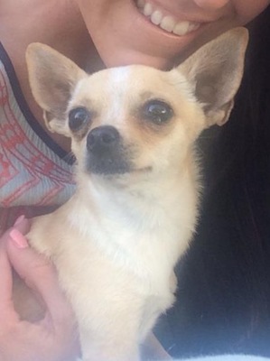 Safe Chihuahua in Moody, TX