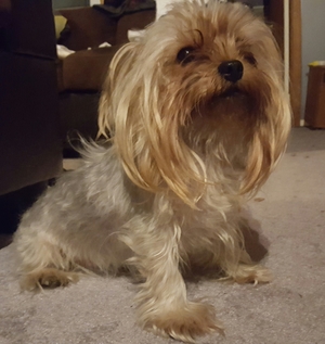 Safe Yorkshire Terrier in Allentown, PA US