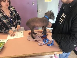 Safe Chinese Crested in Baltimore, MD