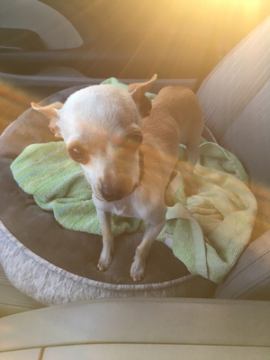 Safe Chihuahua in Litchfield Park, AZ