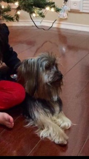 Safe Yorkshire Terrier in Mission, TX