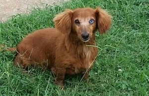 Safe Dachshund in Franklinville, NC