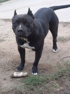 Safe Staffordshire Bull Terrier in Los Angeles, CA