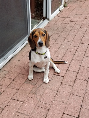 Safe Beagle in Santa Maria, CA US